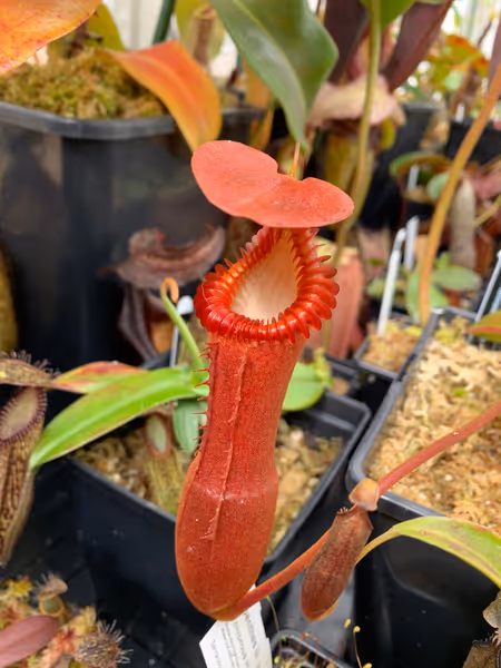 Nepenthes edwardsiana: Proper highland conditions bring out the best coloration on N. edwardsiana pitchers