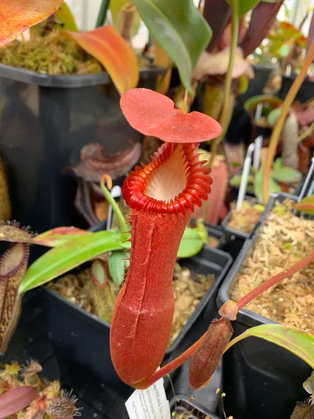Nepenthes edwardsiana: Proper highland conditions bring out the best coloration on N. edwardsiana pitchers