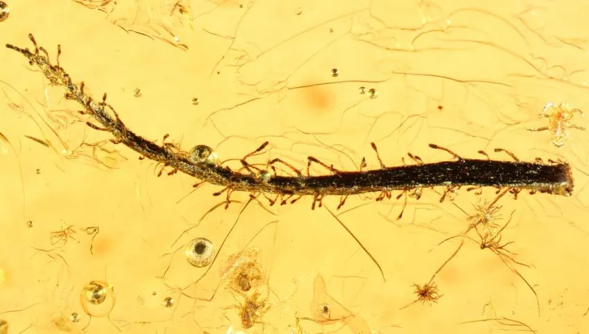 Rare fossilised leaf of a flypaper plant, preserved in Baltic amber.