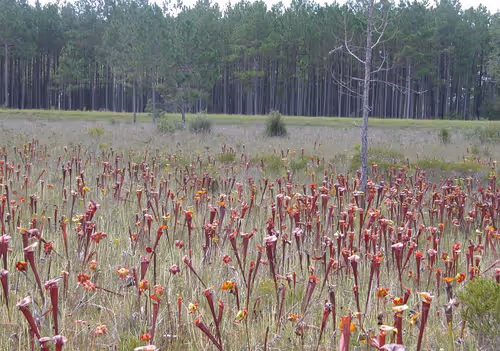 Red tube forms of Sarracenia flava