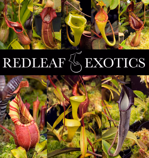 Redleaf Exotics