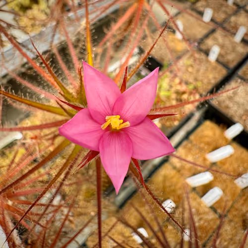 Roridula in flower