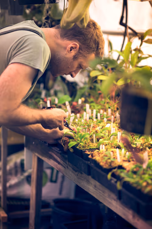 Ryan at work in the Native Exotics nursery
