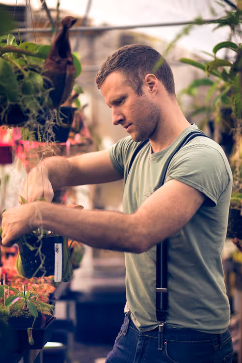 Ryan propagating young Nepenthes plants in the nursery