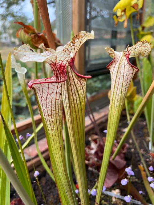 Sarracenia × moorei, a trumpet pitcher plant