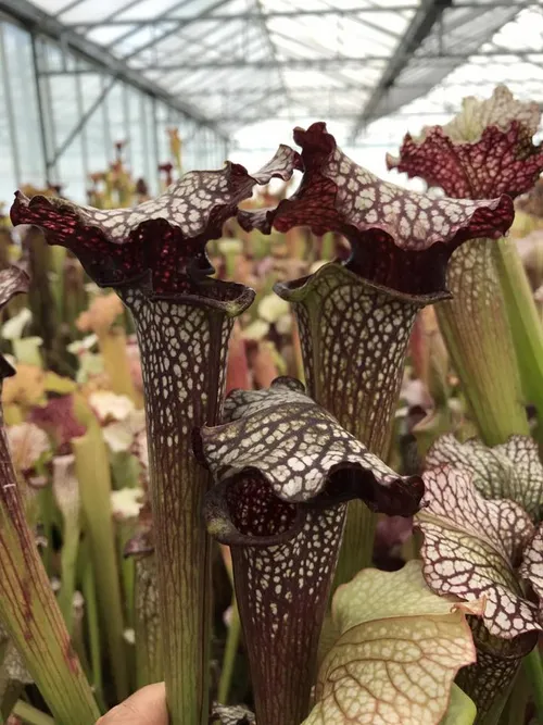 Sarracenia cv. Rita Soper x Sarracenia cv. Leah Wilkerson