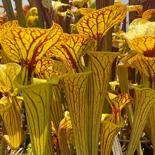 Sarracenia flava var ornata “Bulloch Co, Damon’s Clone”