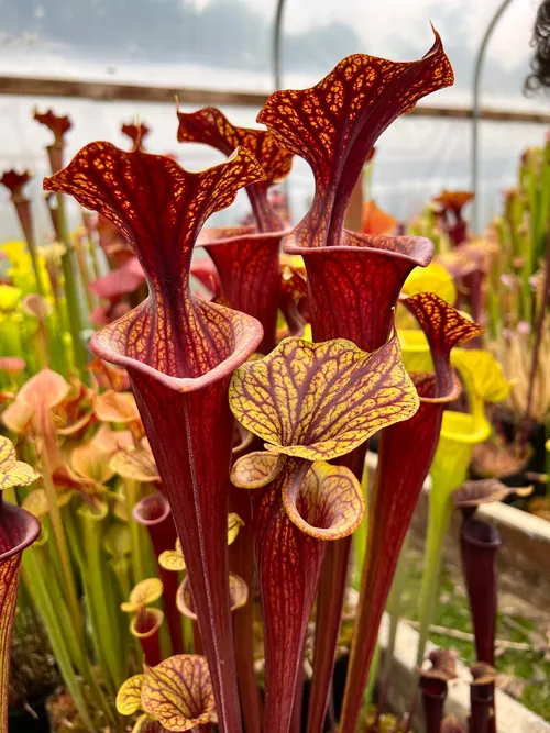 Sarracenia flava, a trumpet pitcher.