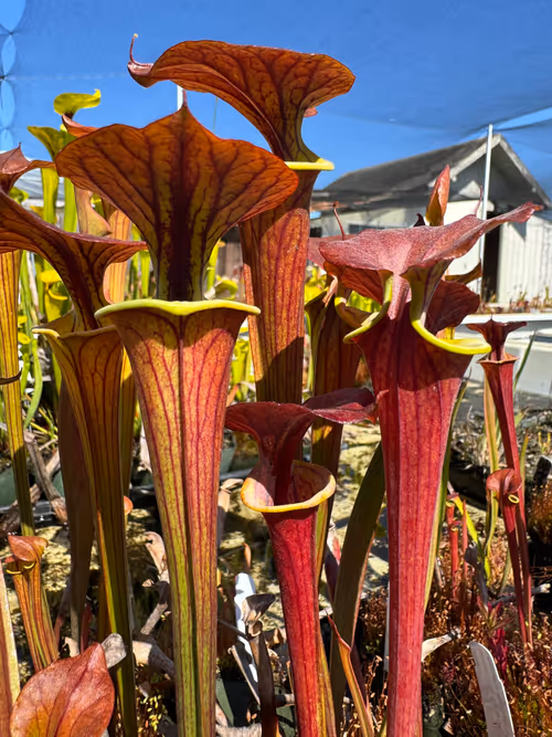 Sarracenia flava, beautiful red tube form