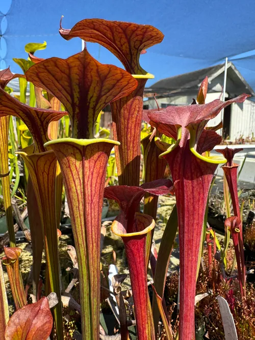 Sarracenia flava, beautiful red tube form