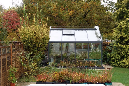Sarracenia in the foreground ready for fall. Shade cloth moved to the side for winter