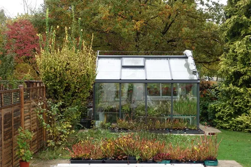 Sarracenia in the foreground ready for fall. Shade cloth moved to the side for winter