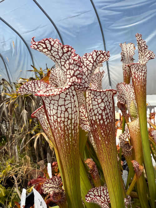 Sarracenia leucophylla