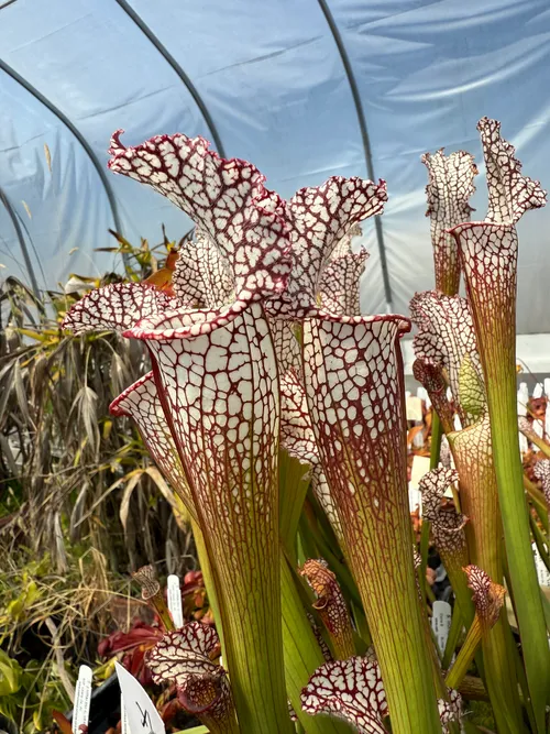 Sarracenia leucophylla