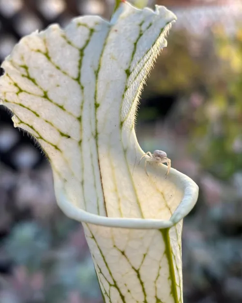 Sarracenia leucophylla, all white