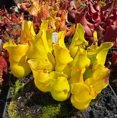 Sarracenia purpurea ssp purpurea “veinless”