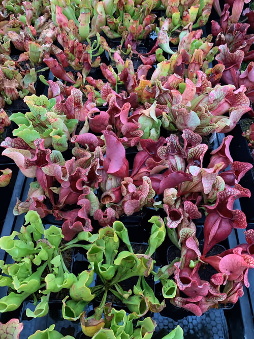 Sarracenia purpurea, the purple pitcher plant