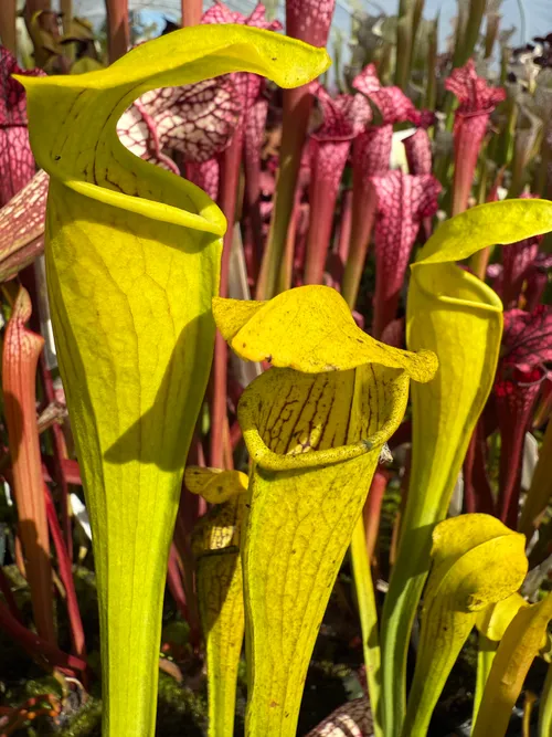 Sarracenia rubra