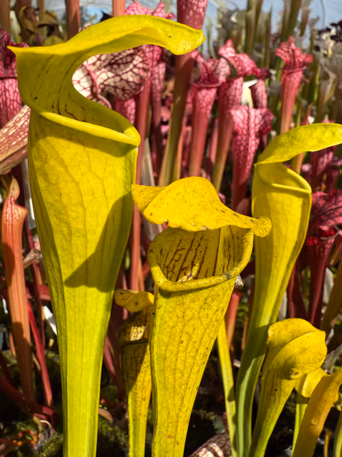 Sarracenia rubra