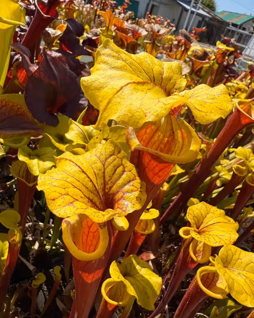 Sarracenia var. rubricorpora “Burgundy”