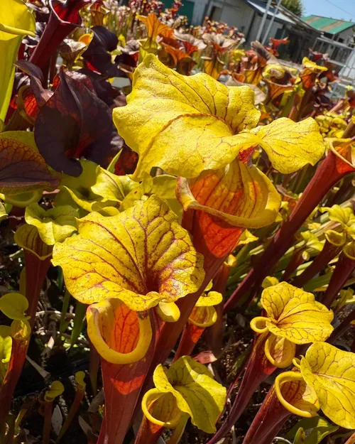 Sarracenia var. rubricorpora “Burgundy”