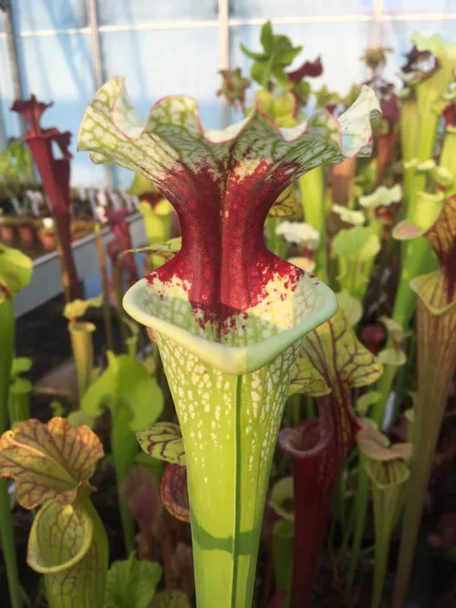 Sarracenia x moorei, Pensacola Fields