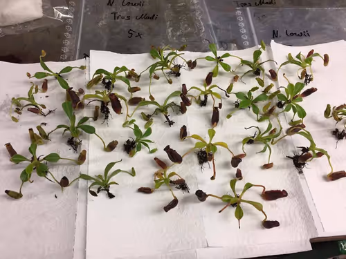 Seed grown Nepenthes lowii from Christian Klein in Germany