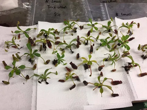 Seed grown Nepenthes lowii from Christian Klein in Germany