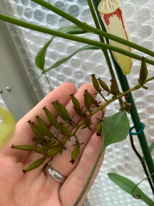 Seed pods ripening on a female Nepenthes.