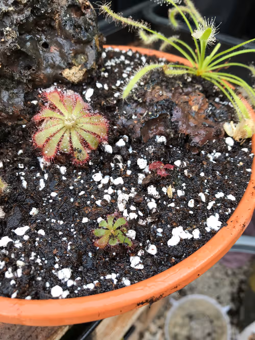 Seedlings of Drosera hamiltonii and Drosera trinervia