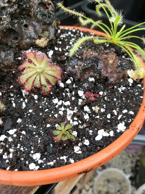 Seedlings of Drosera hamiltonii and Drosera trinervia