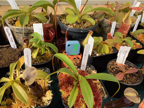 SensorPush in my greenhouse, sitting among the plants