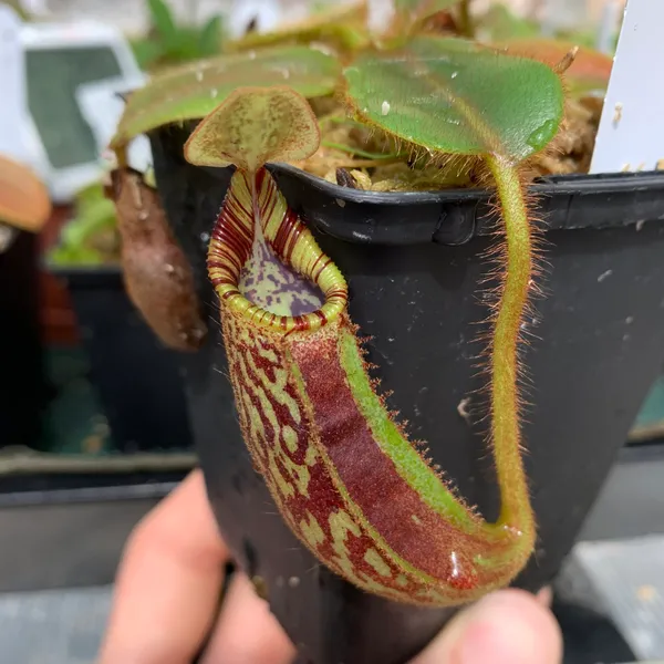 Nepenthes mollis: Small N. mollis from BE - very pretty even when young