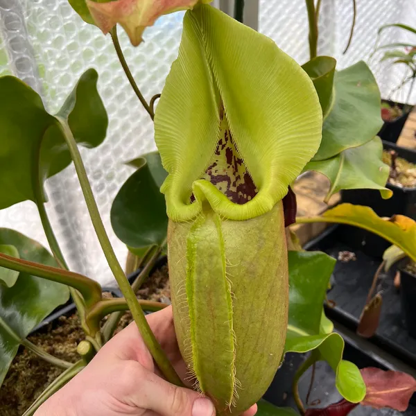 Nepenthes robcantleyi