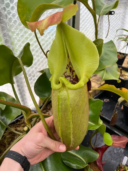 Nepenthes robcantleyi: Solitary stripes are occasionally visible before the peristome darkens, but not always.