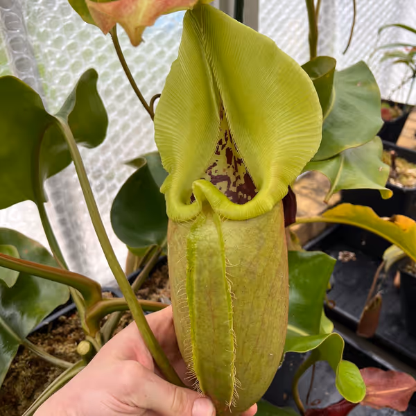 Nepenthes robcantleyi