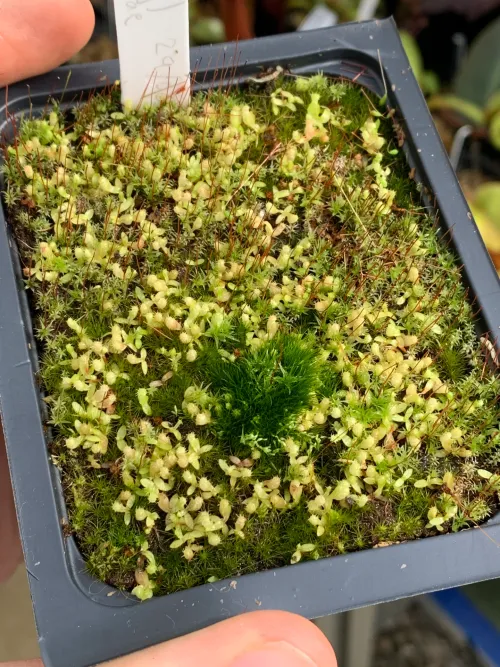 Some neglected seedlings, overgrown with moss and overdue a repot!