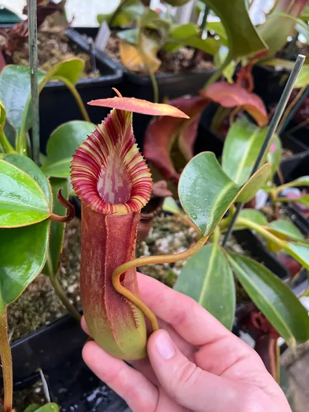 Nepenthes lowii x edwardsiana: Starting to put on some size