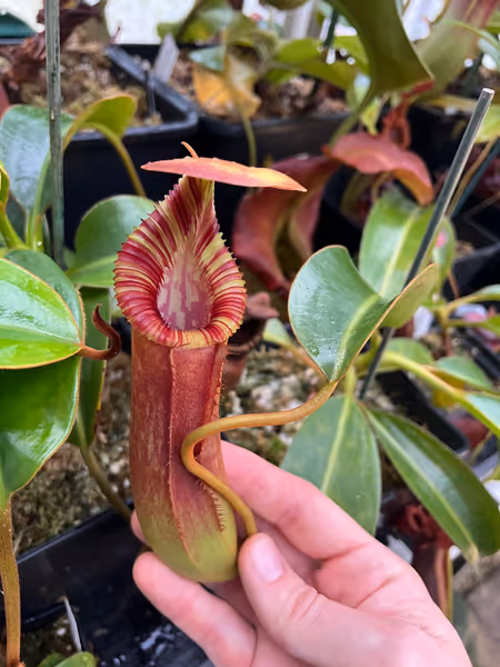 Nepenthes lowii x edwardsiana: Starting to put on some size
