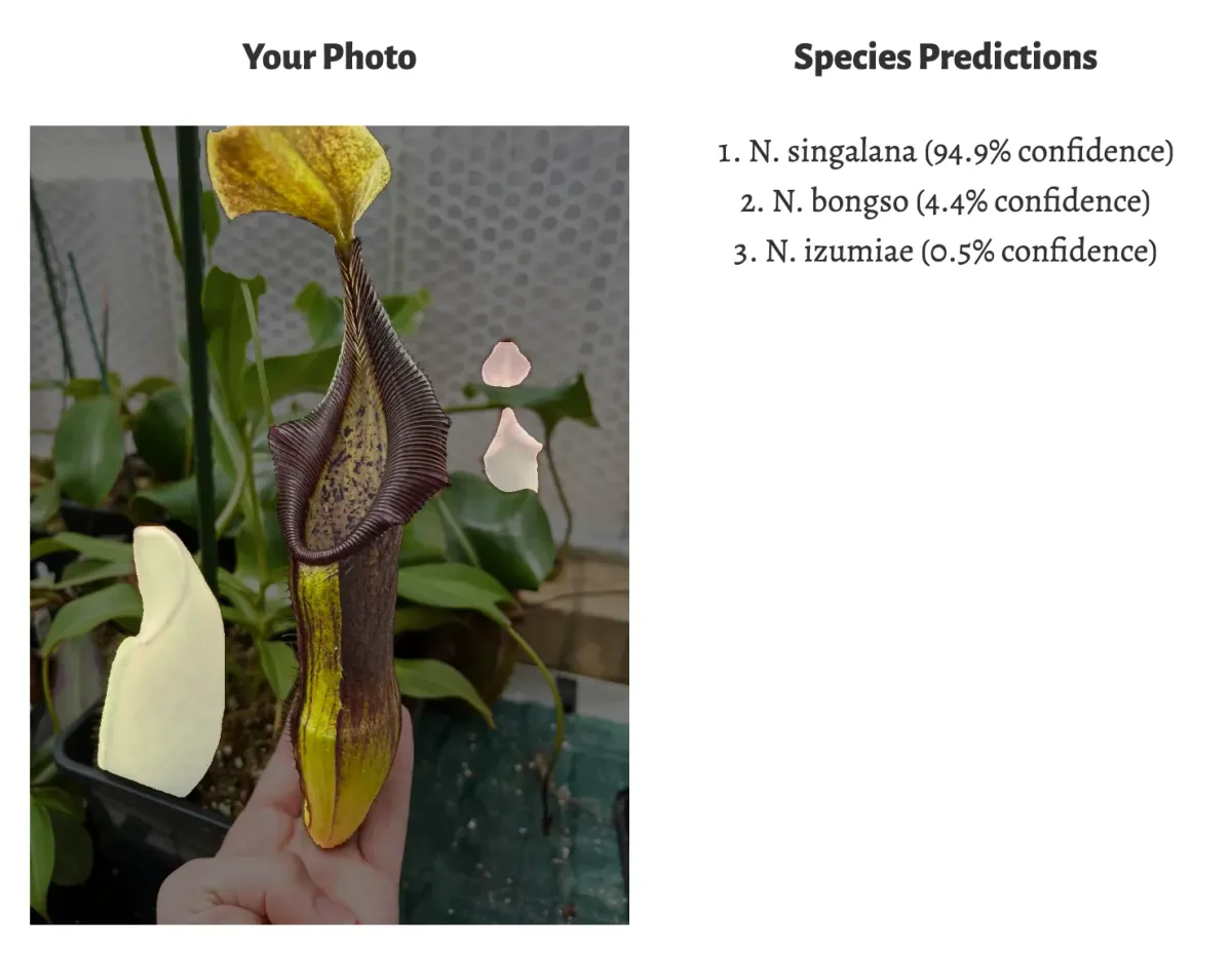The AI correctly identifies my N. singalana.