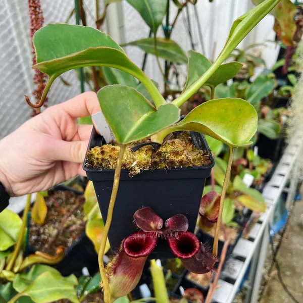 Nepenthes lowii: The Murud form of the species - this plant is 5 years old from seed.