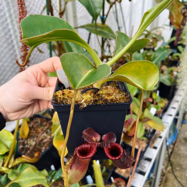 Nepenthes lowii: The Murud form of the species - this plant is 5 years old from seed