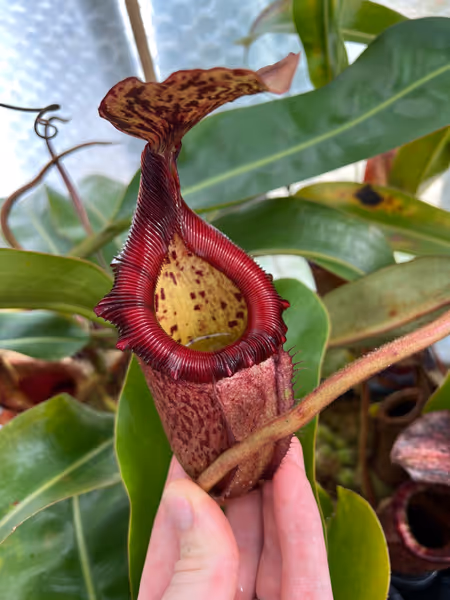 Nepenthes rajah x (burbidgeae x edwardsiana): The N. edwardsiana (or N. villosa influence) - ridged peristome - becomes more noticable the larger the plant gets