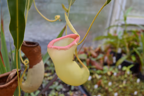 25. Nepenthes ventricosa porcelain form