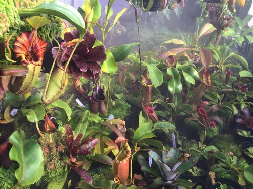 The Redleaf Nepenthes poly-tunnel