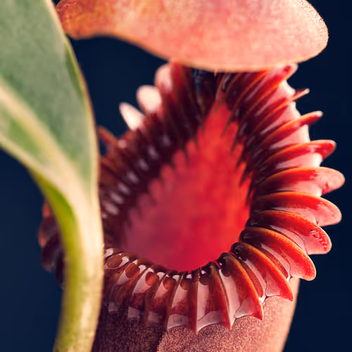 The beautiful Nepenthes edwardsiana