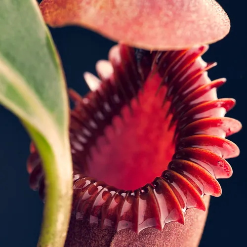 The beautiful Nepenthes edwardsiana