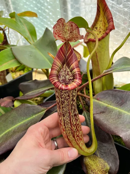 Nepenthes maxima x vogelii: The best of both parents - it's like a larger and more vigorous N. vogelii with a wider, striped peristome.