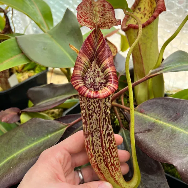 Nepenthes maxima x vogelii