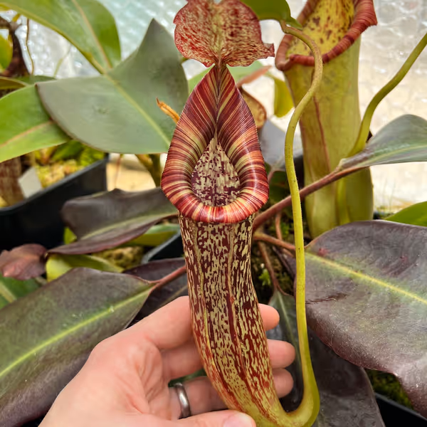 Nepenthes maxima x vogelii